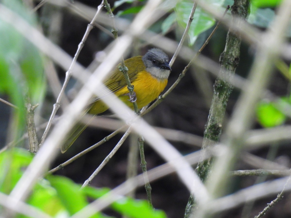 Gray-headed Tanager - ML641282858
