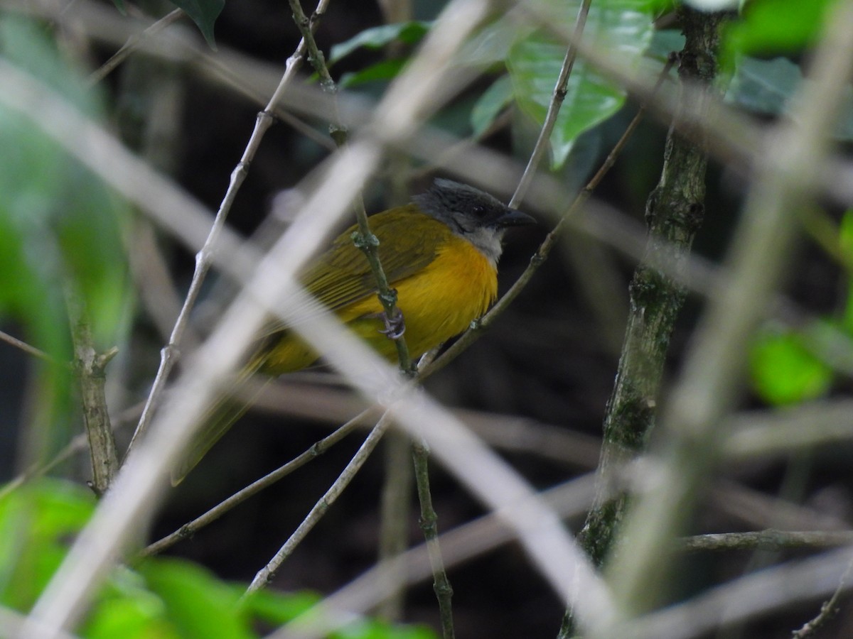 Gray-headed Tanager - ML641282861