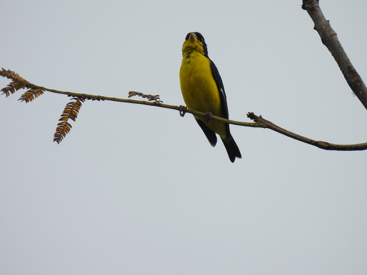 Lesser Goldfinch - ML641282885
