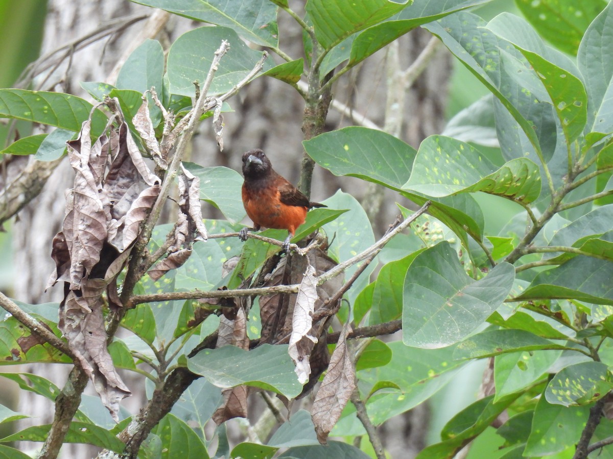 Crimson-backed Tanager - ML641282902