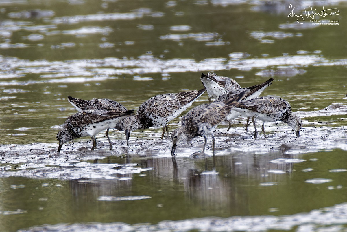 sibirsnipe - ML641282907
