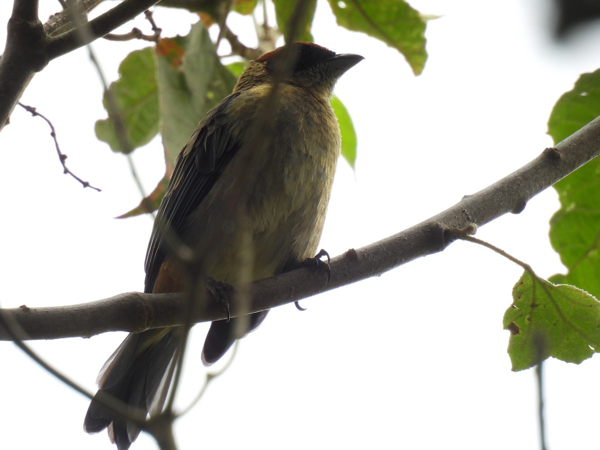 Scrub Tanager - ML641282935