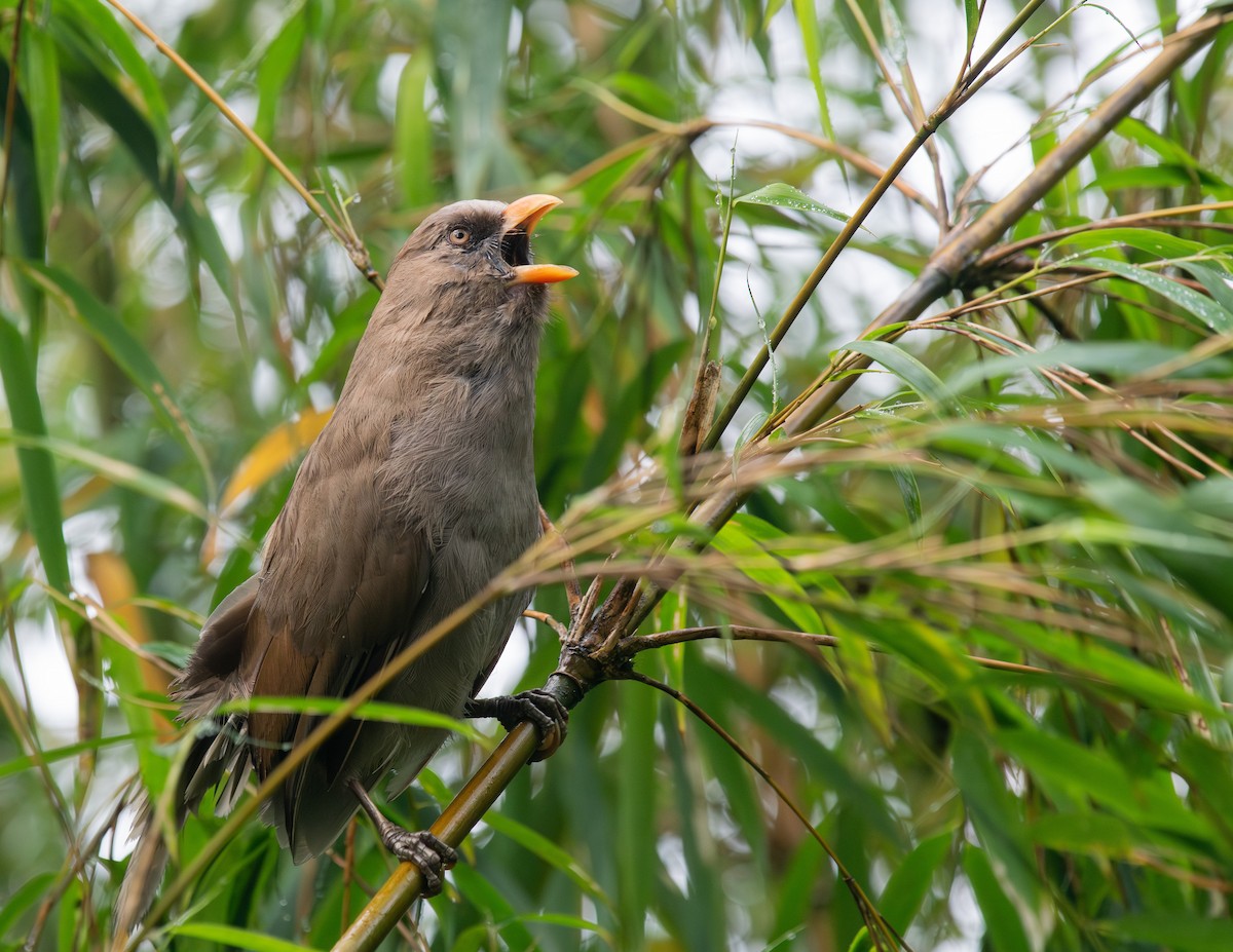 Great Parrotbill - ML641282937