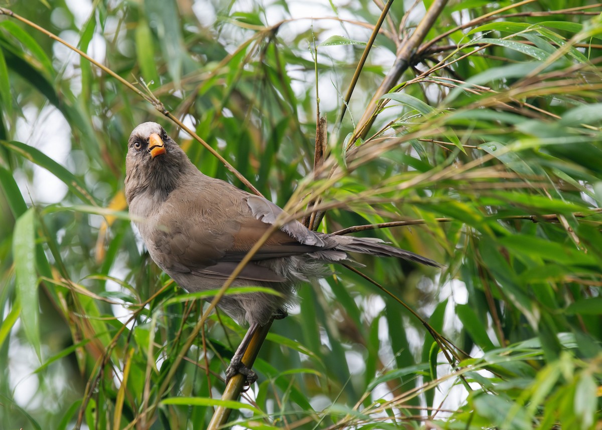 Great Parrotbill - ML641282939
