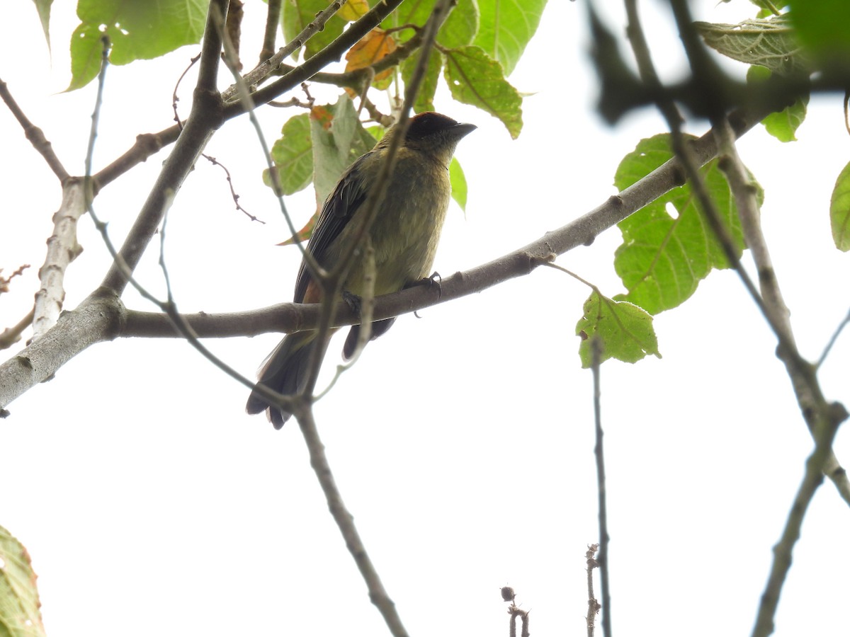 Scrub Tanager - ML641282940