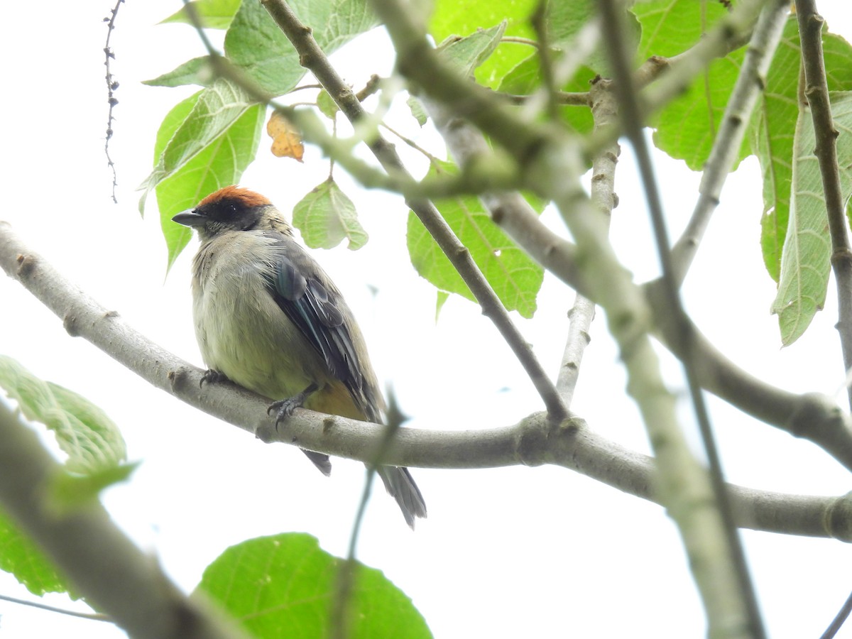 Scrub Tanager - ML641282941