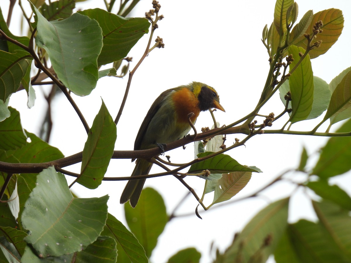 Guira Tanager - ML641282949