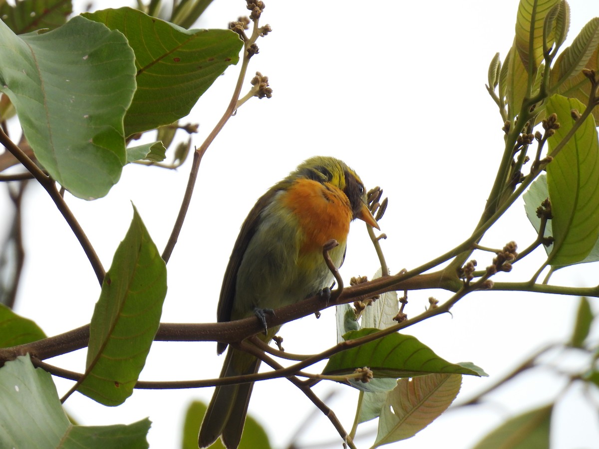 Guira Tanager - ML641282950