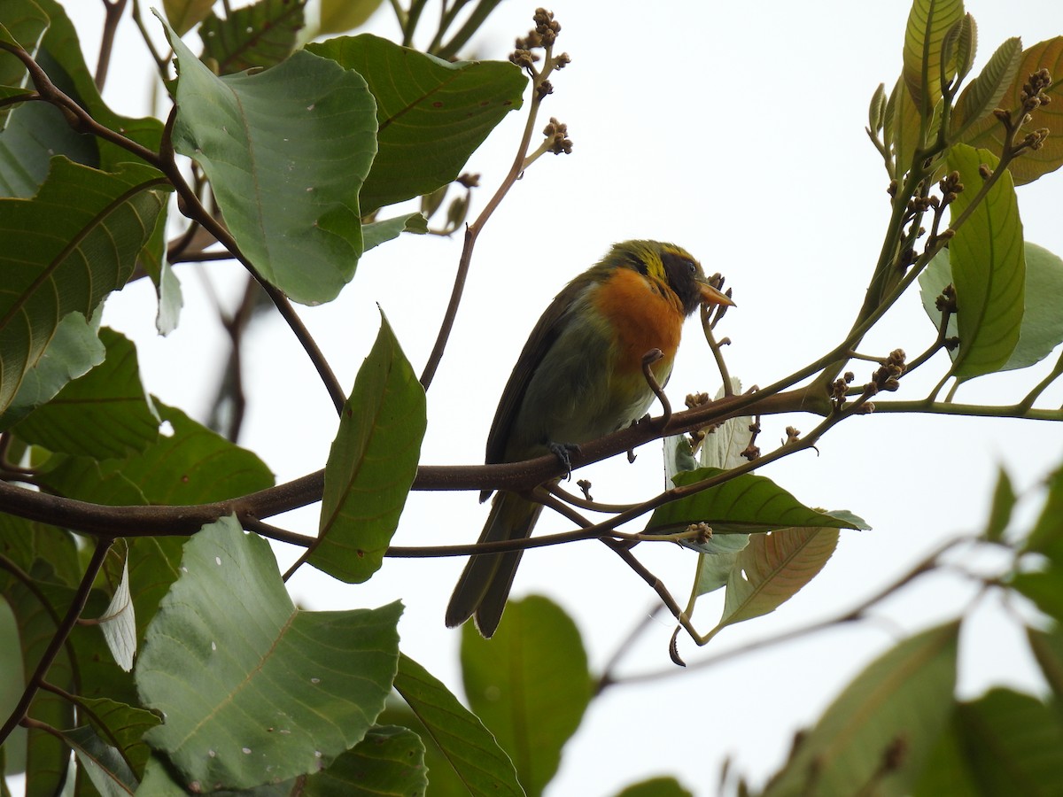 Guira Tanager - ML641282951