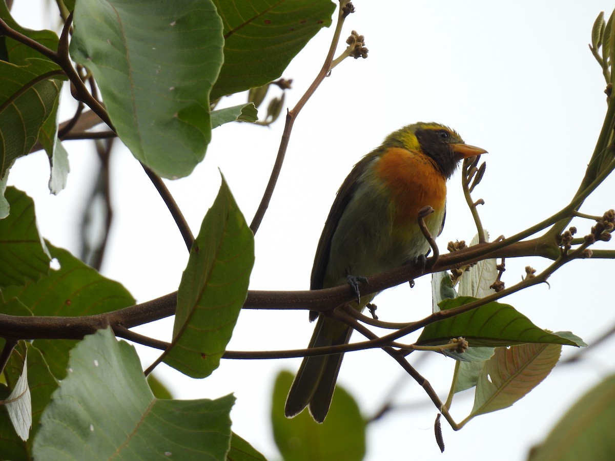 Guira Tanager - ML641282952