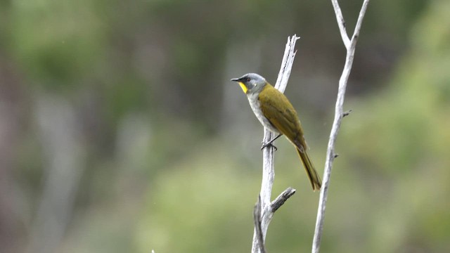 Yellow-throated Honeyeater - ML641282955
