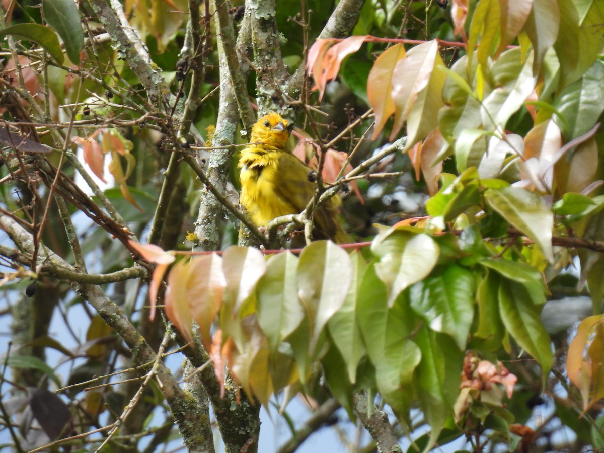 Saffron Finch - ML641282962