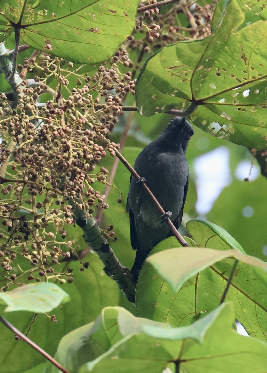 Lesser Cuckooshrike - ML641282967