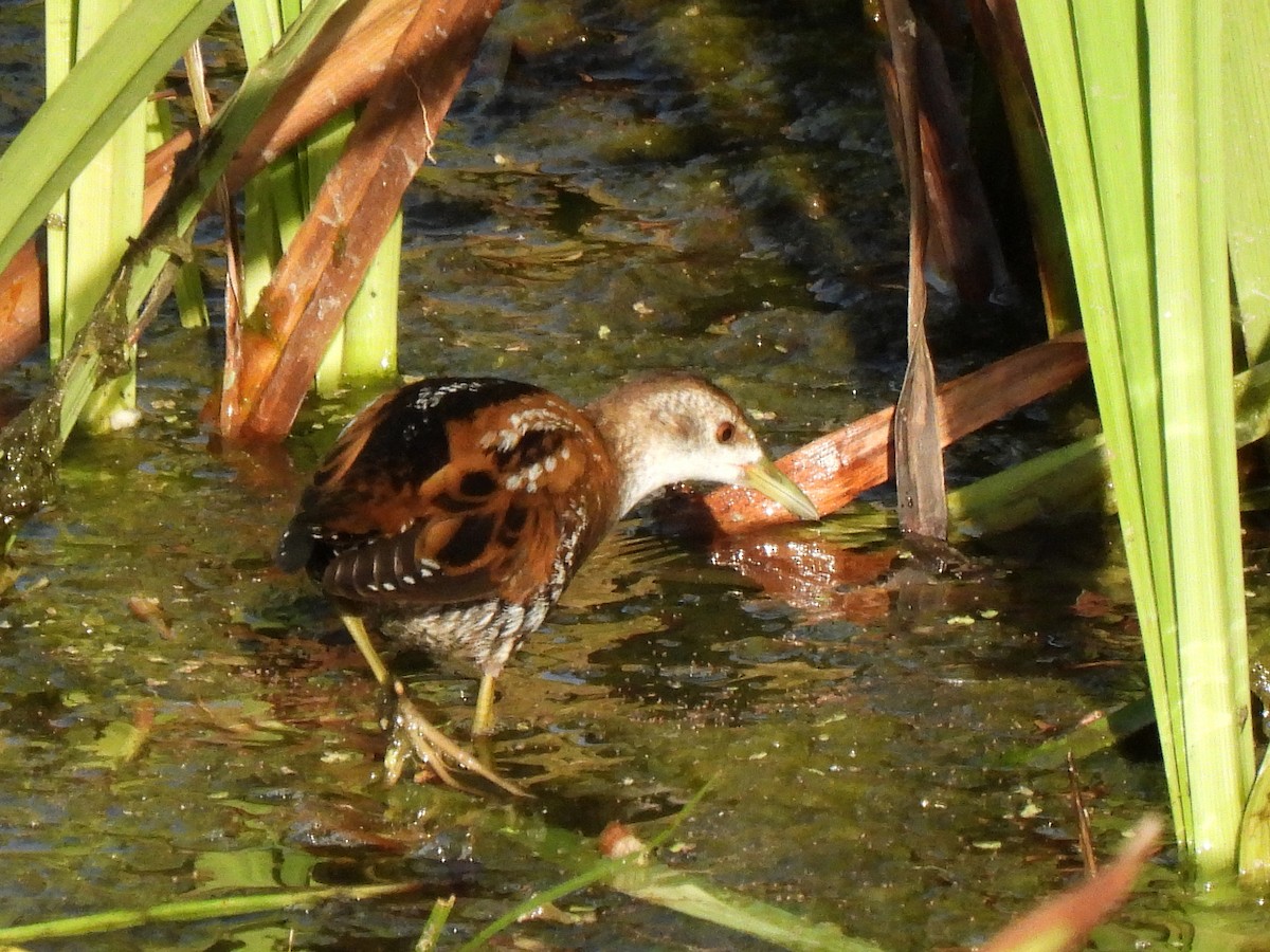 コクイナ - ML641282974