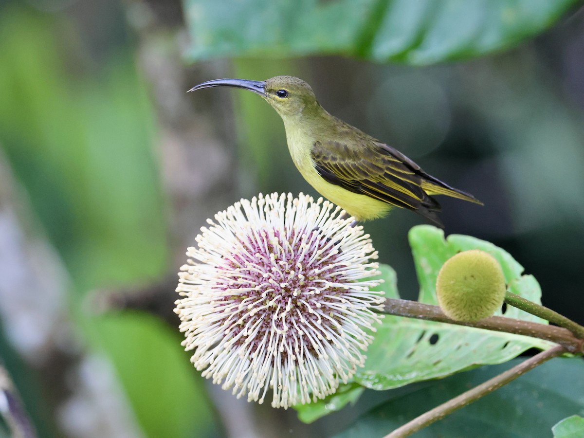 Thick-billed Spiderhunter - ML641282976