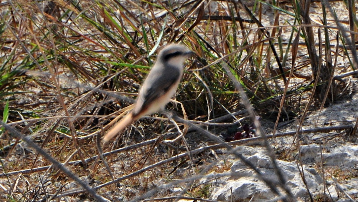 Red-tailed Shrike - ML641282985