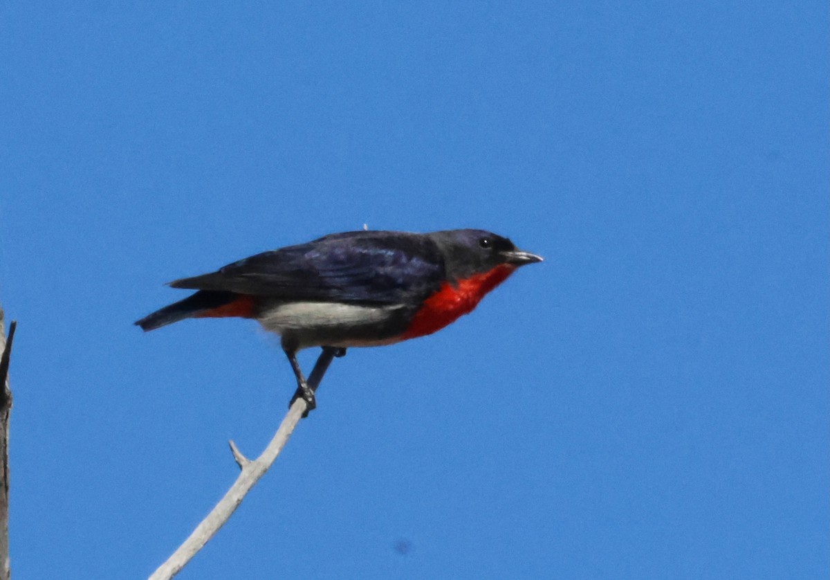 Mistletoebird - ML641283018