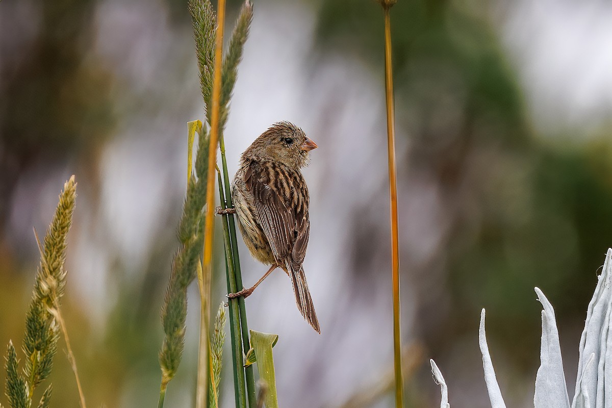 Plain-colored Seedeater - ML641283036