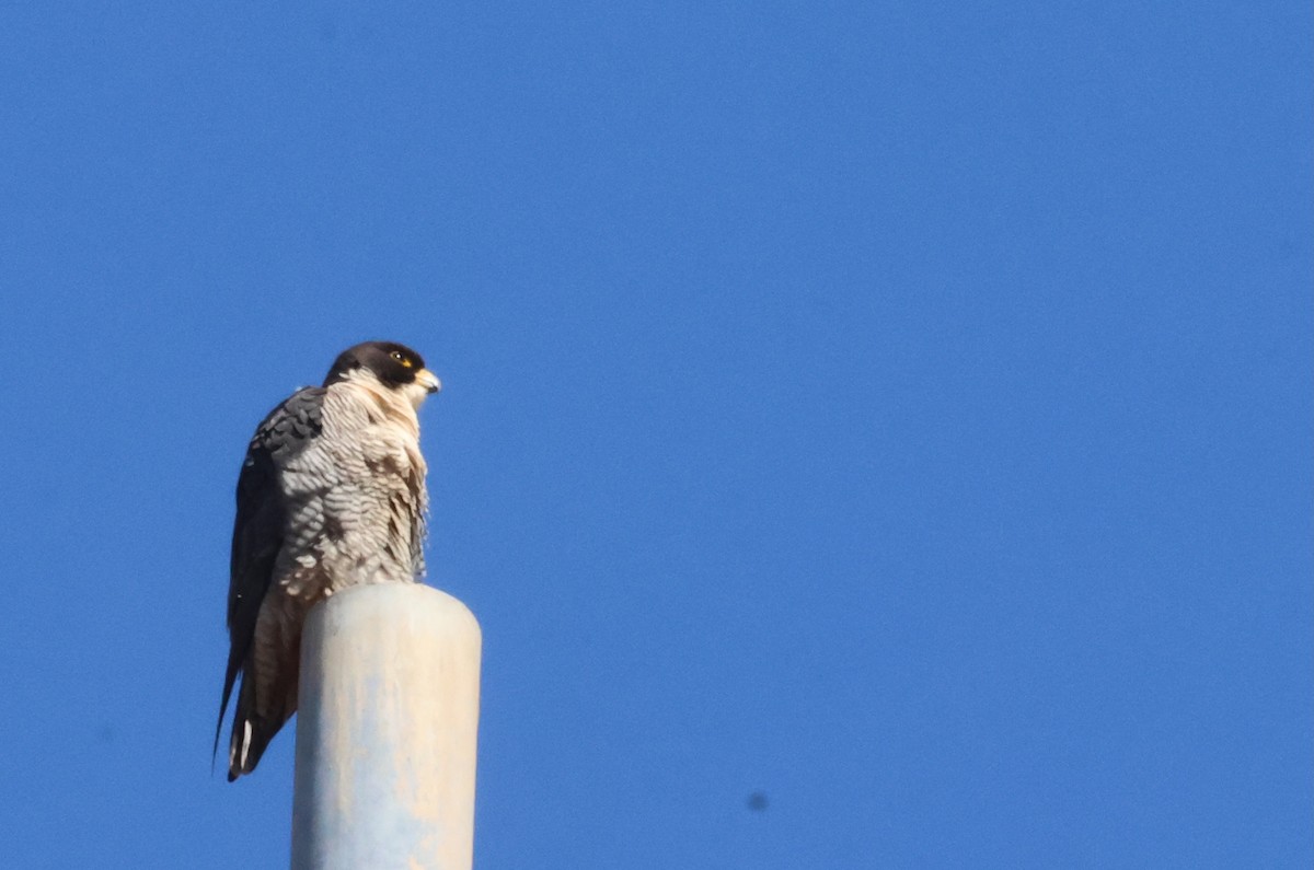 Peregrine Falcon - ML641283050