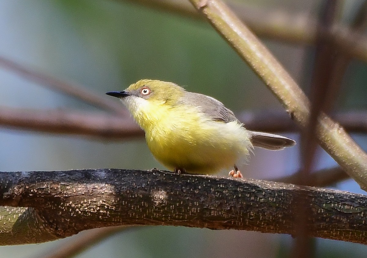 Green-capped Eremomela - ML641283066