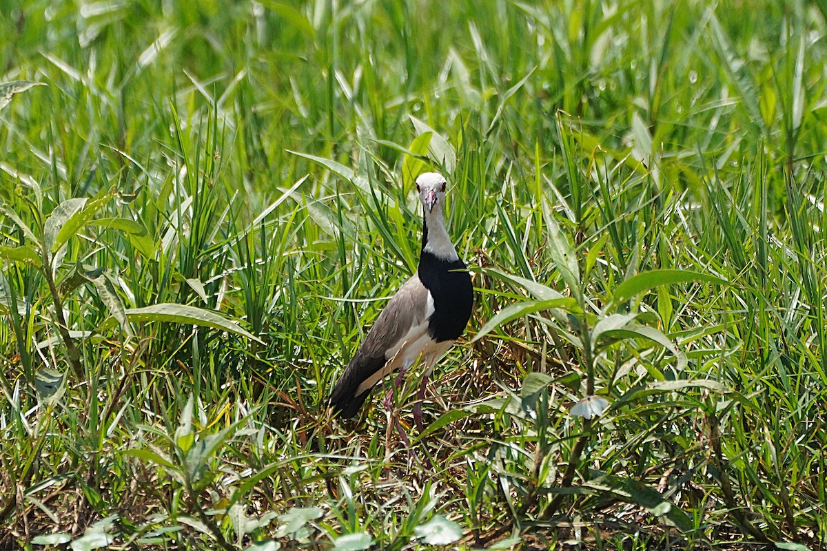 langtåvipe - ML641283067