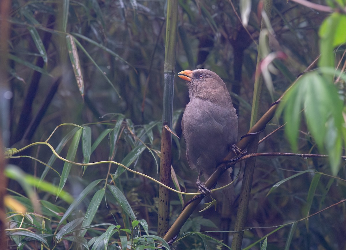 Great Parrotbill - ML641283102