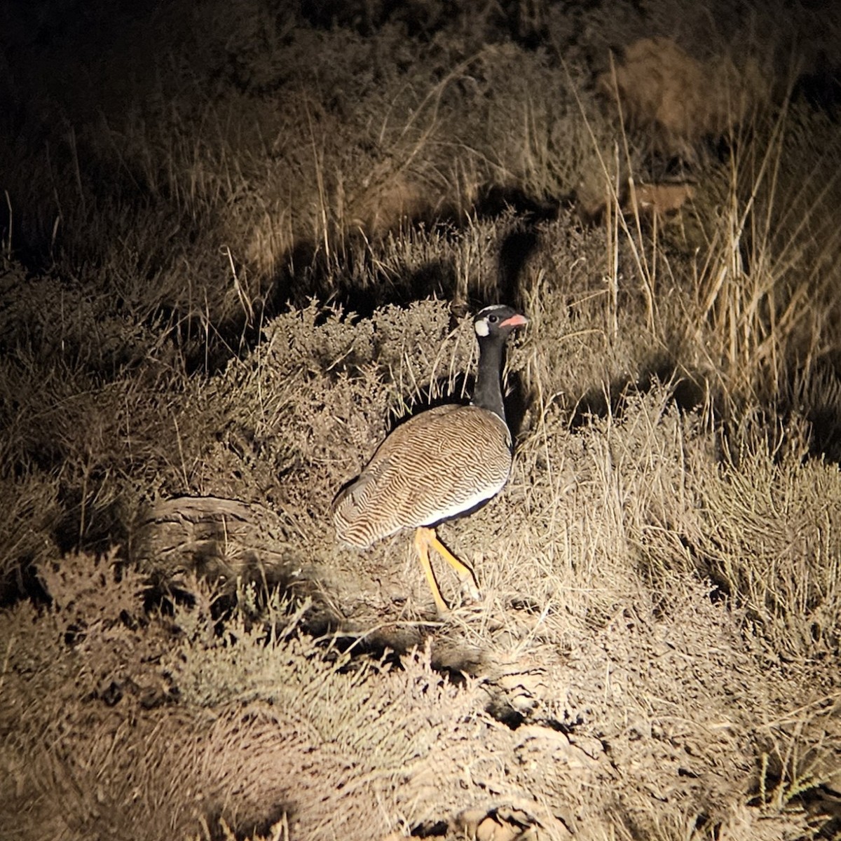White-quilled Bustard - ML641283110