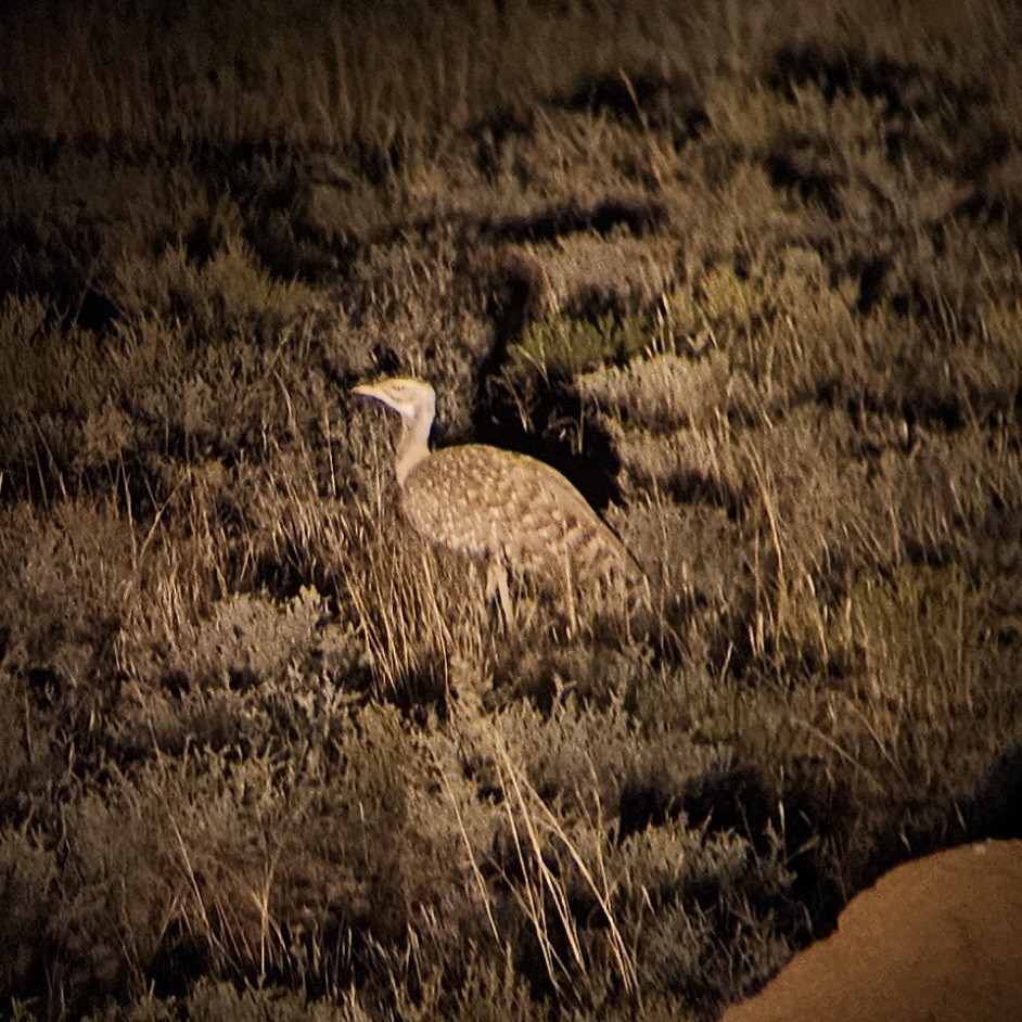 Ludwig's Bustard - ML641283115