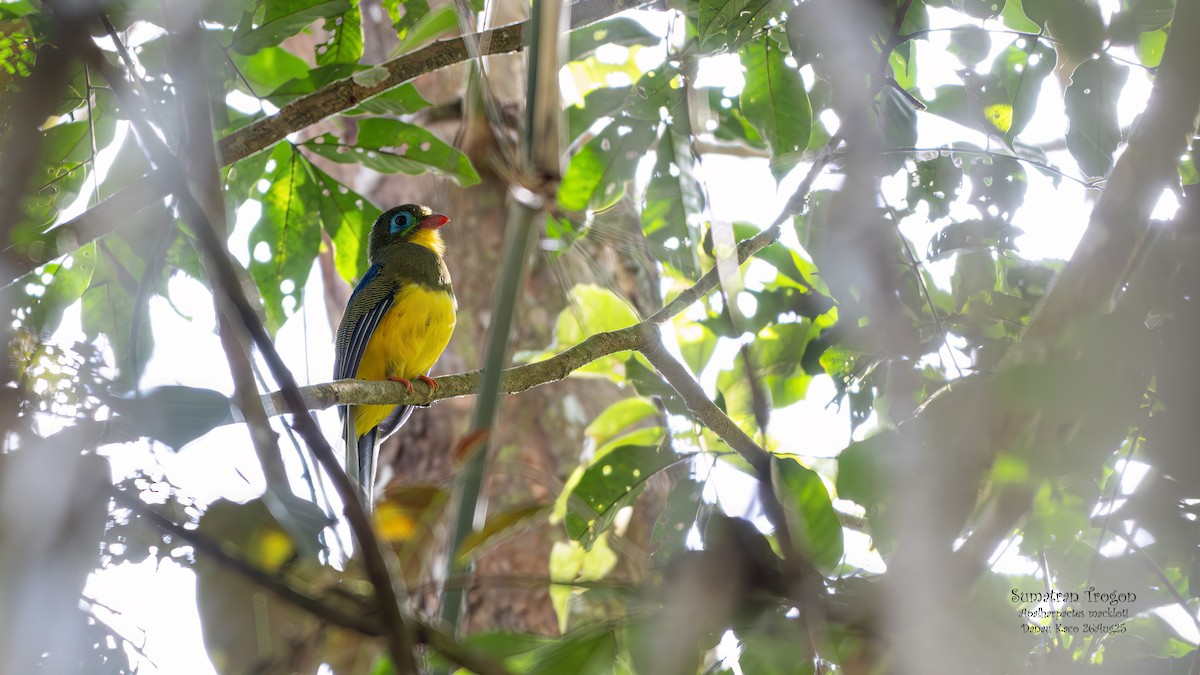 Sumatran Trogon - ML641283118