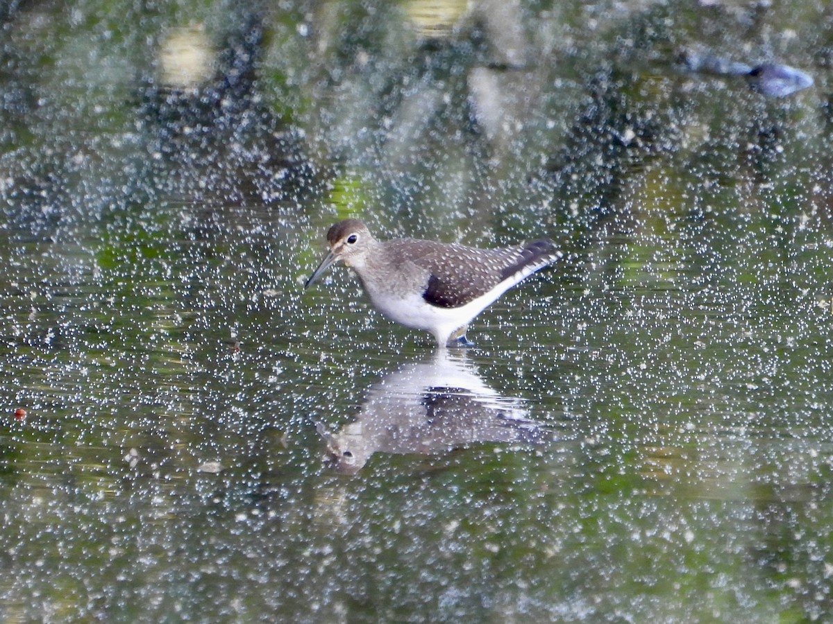 Einsiedelwasserläufer - ML641283142