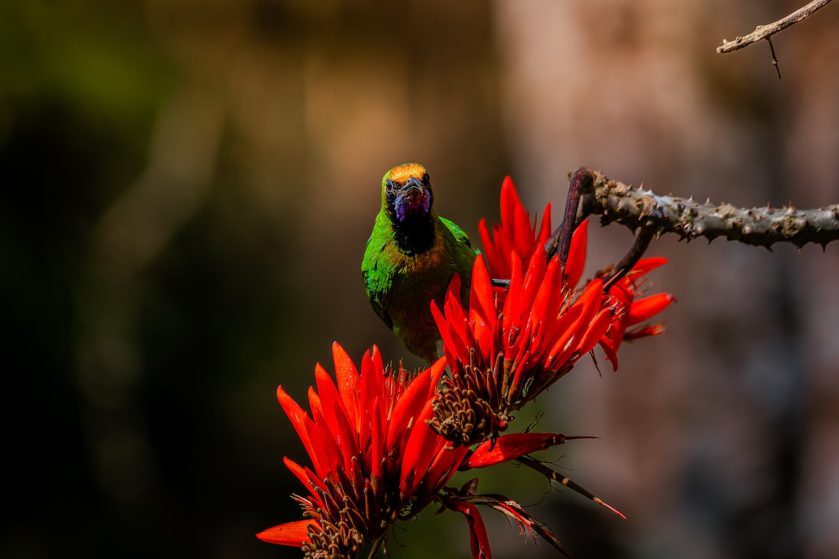 Golden-fronted Leafbird - ML641283216