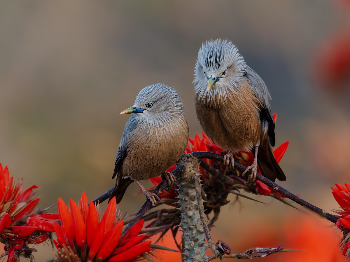 Chestnut-tailed Starling - ML641283238