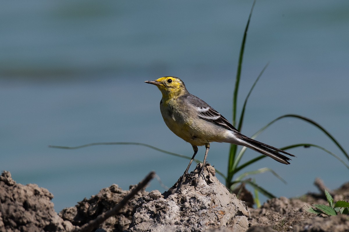 Citrine Wagtail - ML641283265