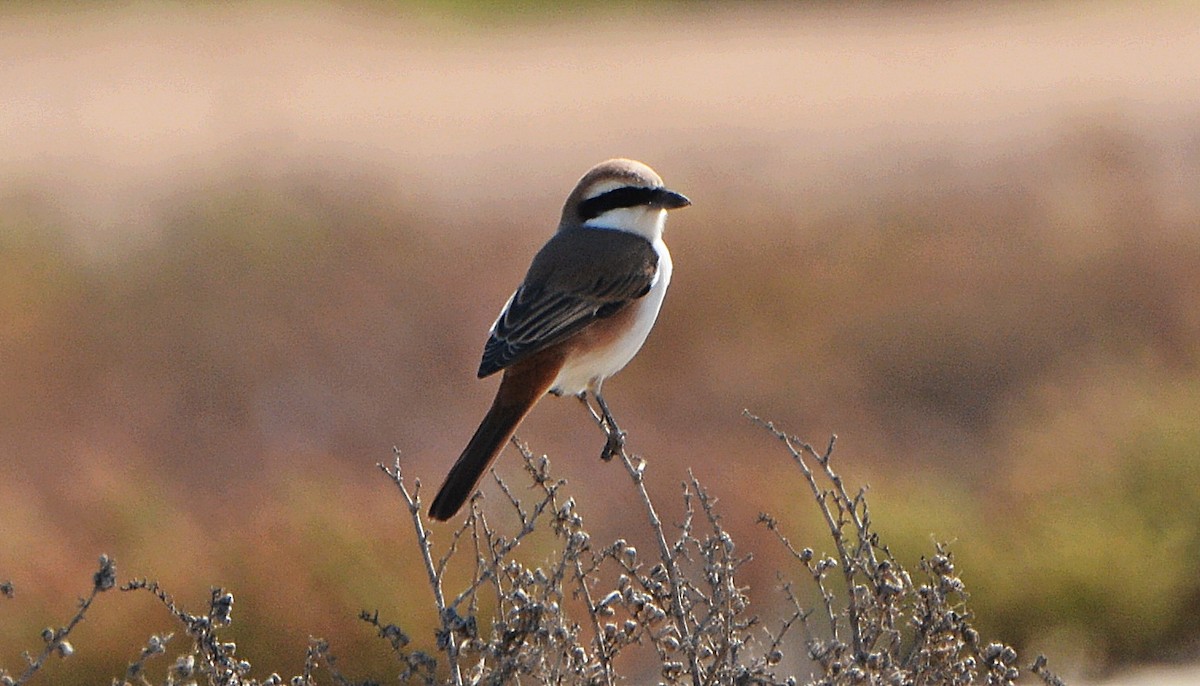Red-tailed Shrike - ML641283385