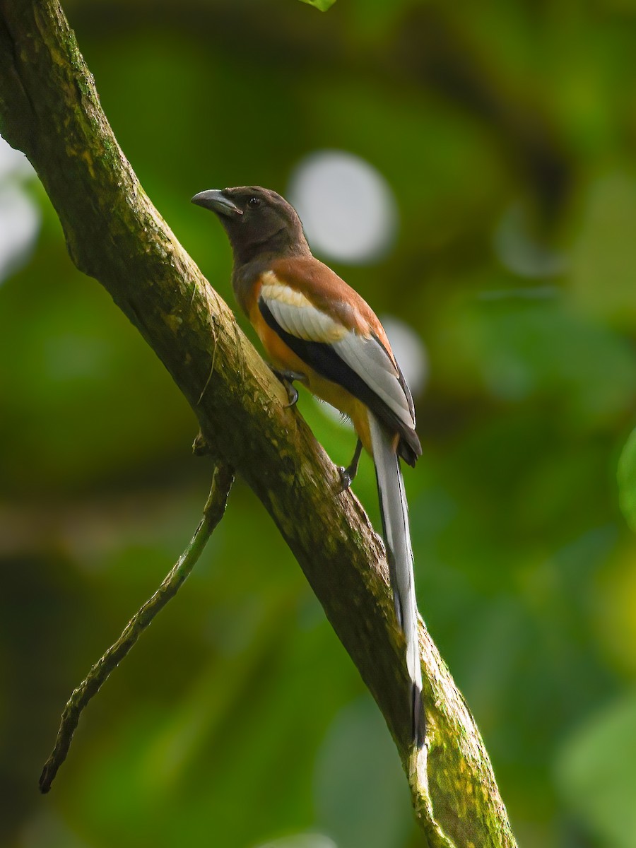 Rufous Treepie - ML641283392