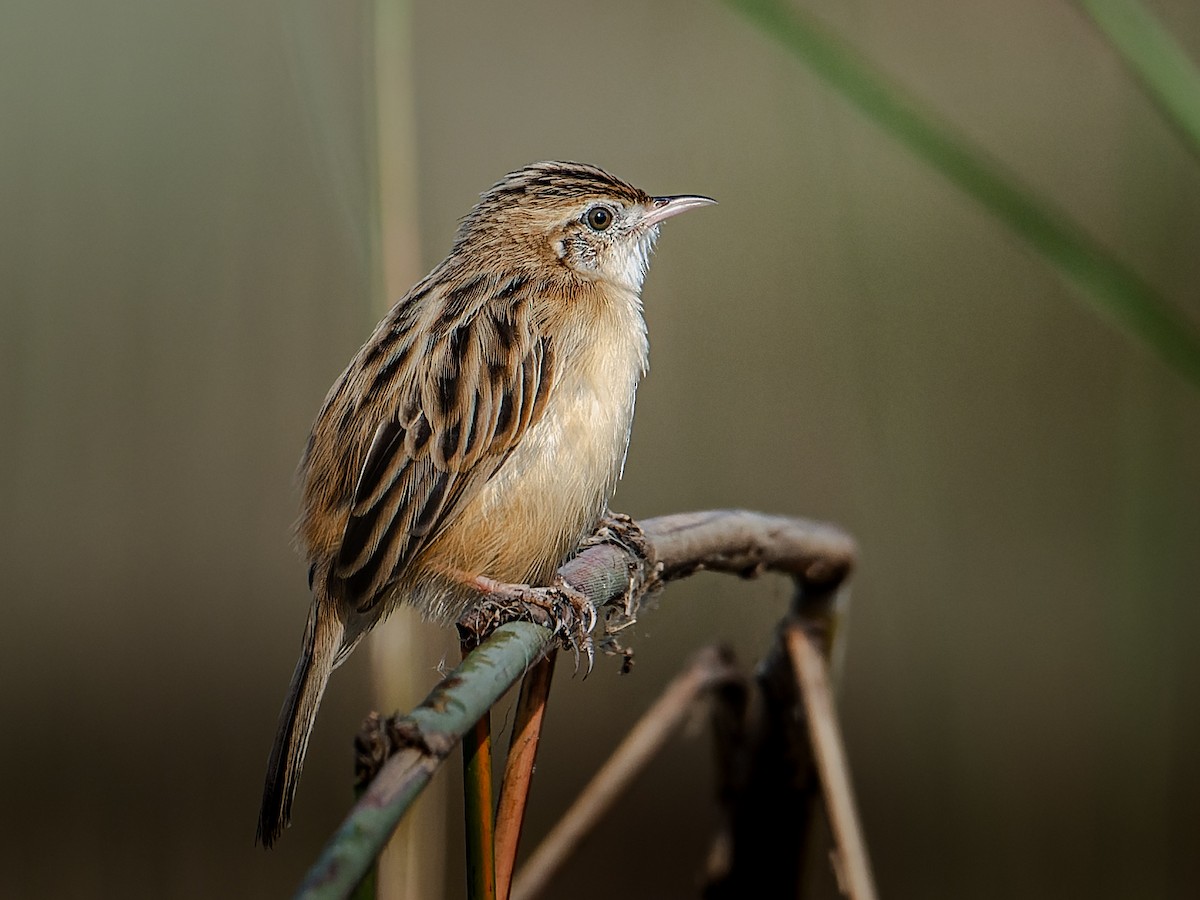 Zitting Cisticola - ML641283398