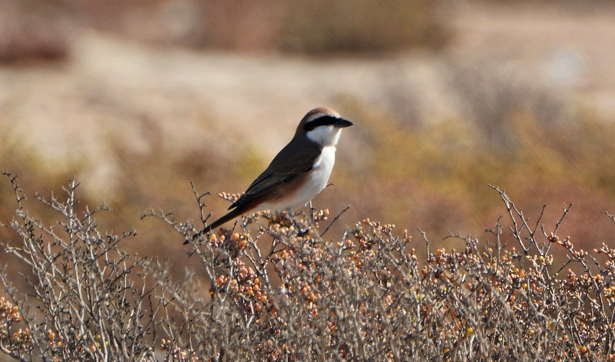 Red-tailed Shrike - ML641283404