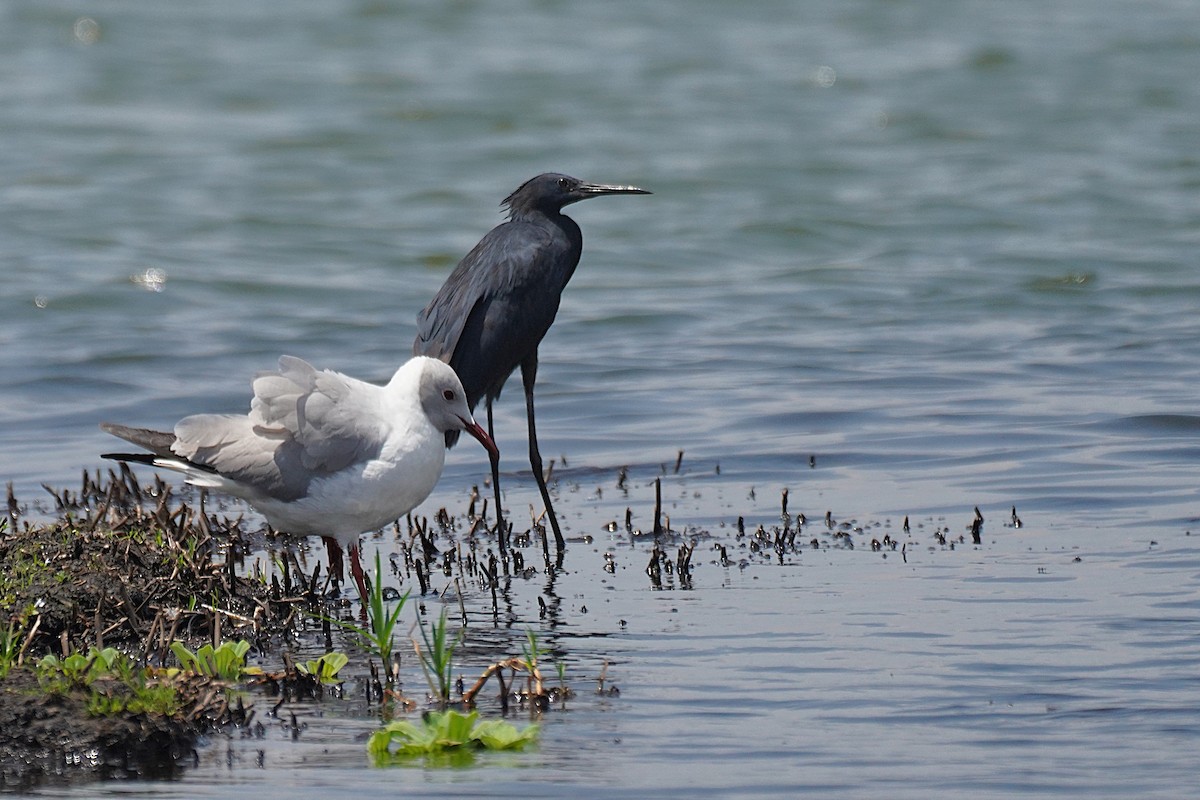 Black Heron - ML641283405