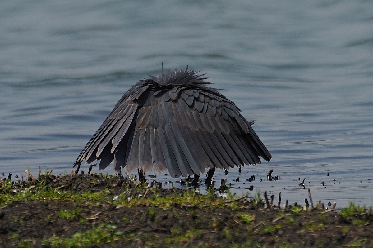 Black Heron - ML641283420