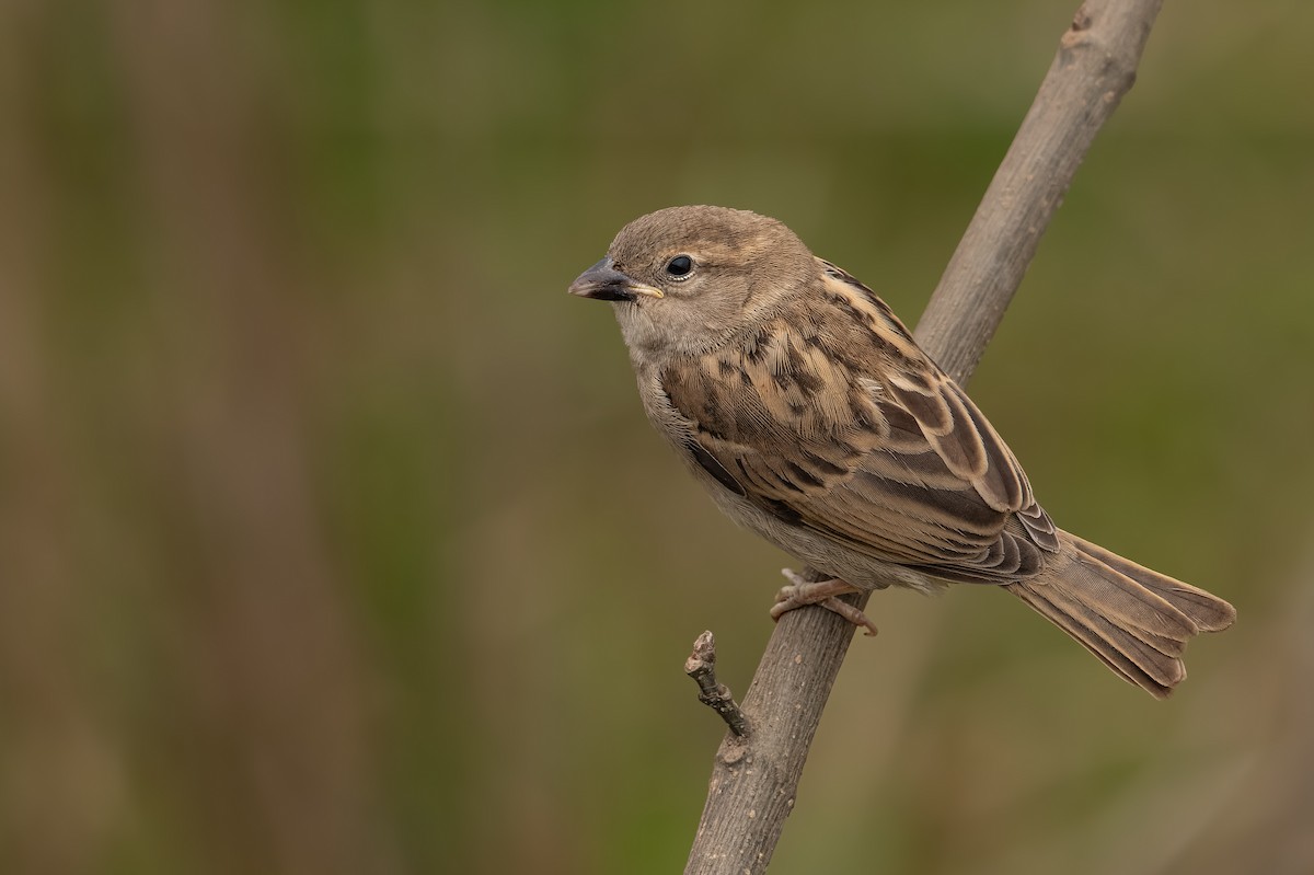 House Sparrow - ML641283434
