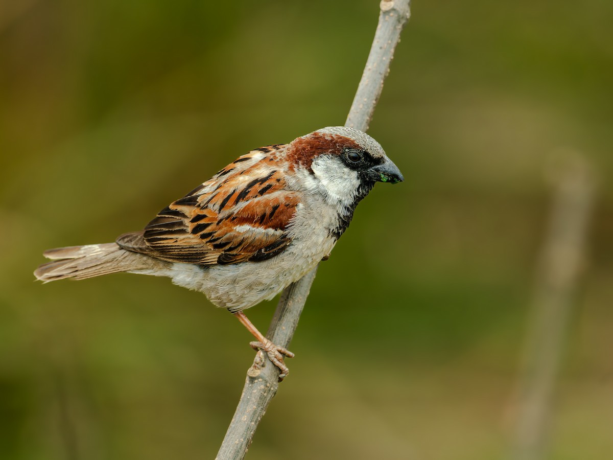 House Sparrow - ML641283435