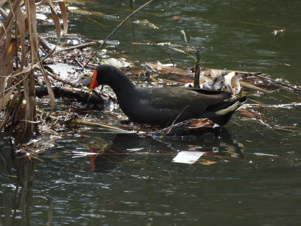 Dusky Moorhen - ML641283441
