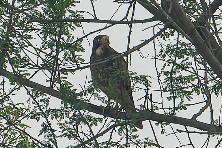 White-eyed Buzzard - ML641283452