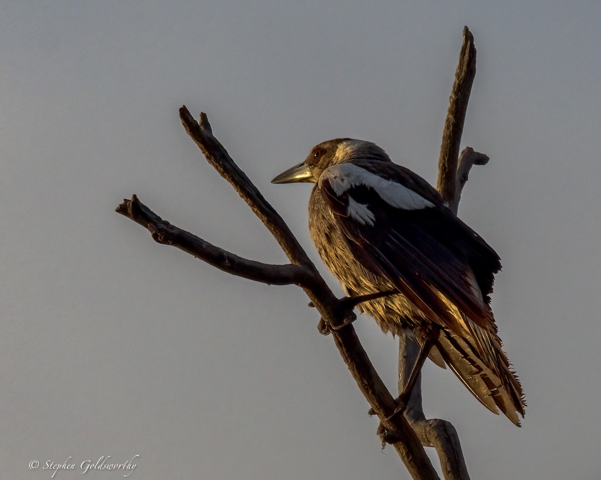 Australian Magpie - ML641283453