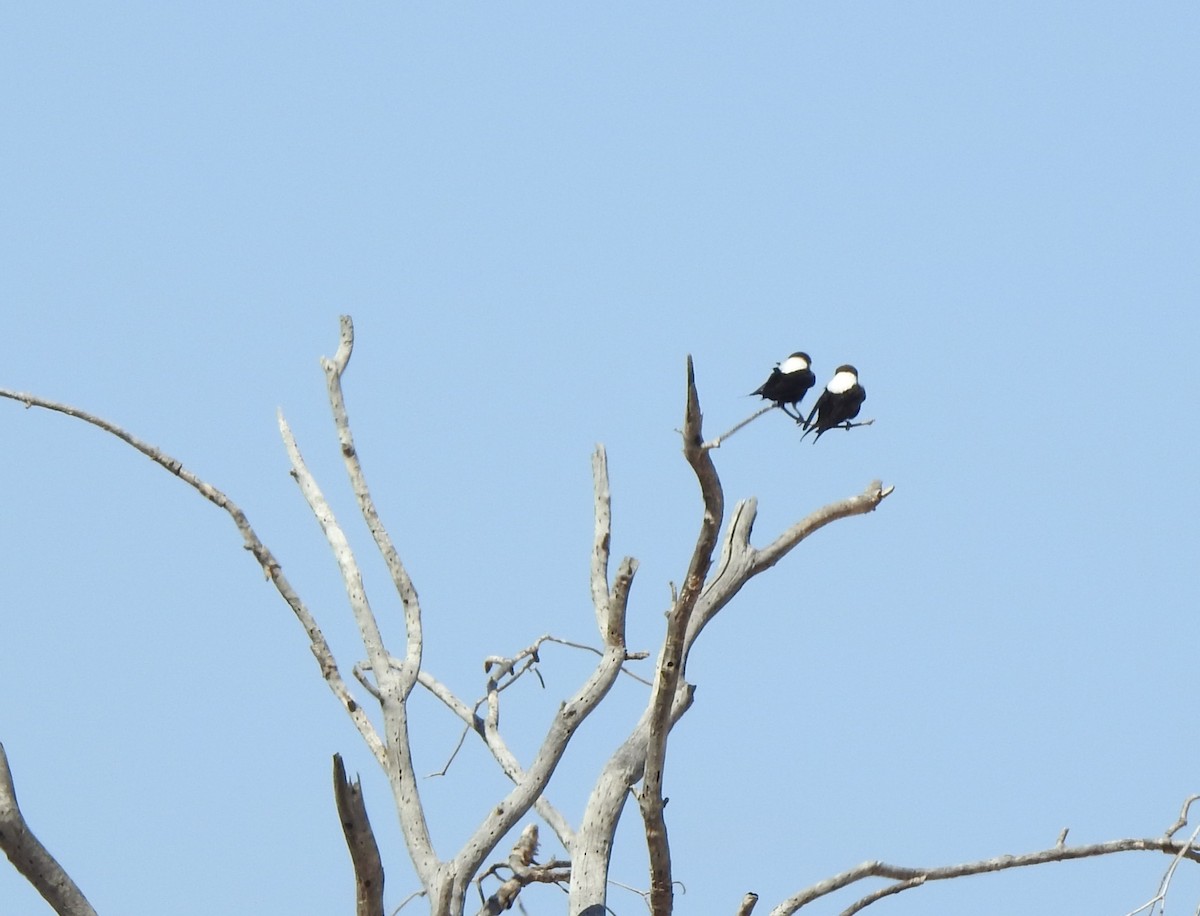 White-backed Swallow - ML641283454