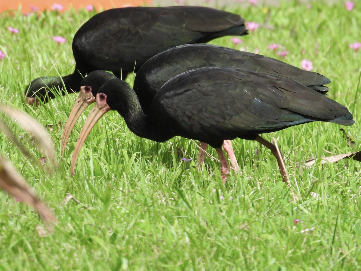 Bare-faced Ibis - ML641283455