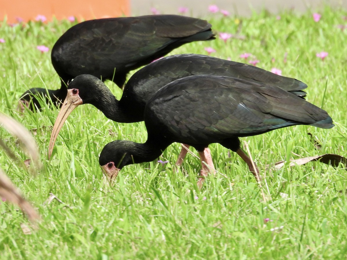 Bare-faced Ibis - ML641283456