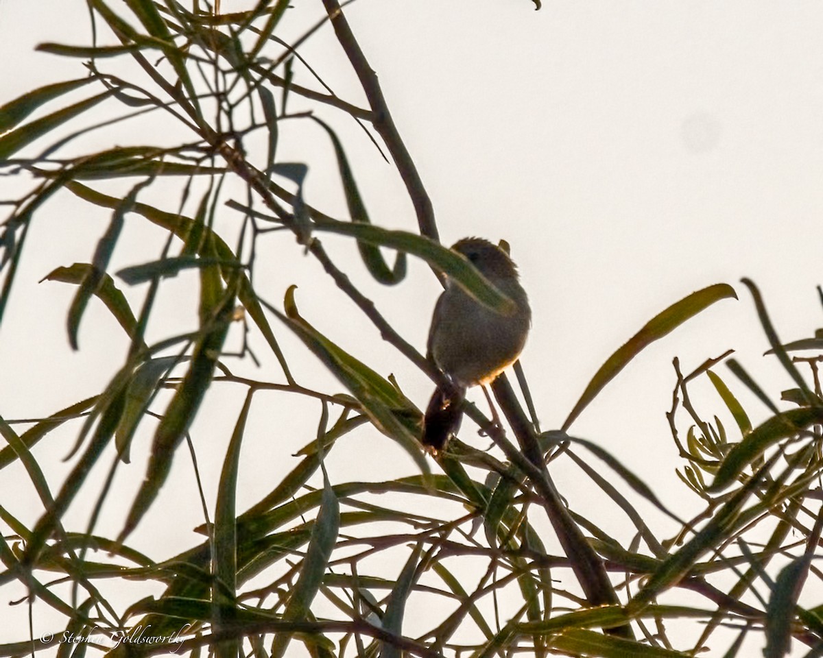 Tawny Grassbird - ML641283460