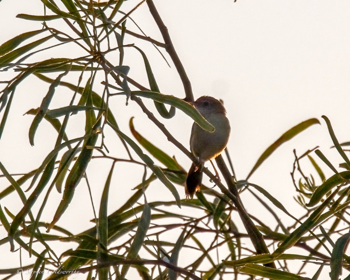 Tawny Grassbird - ML641283461