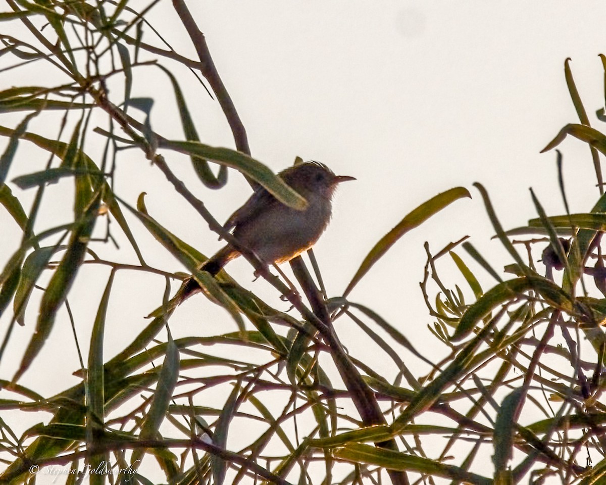 Tawny Grassbird - ML641283462